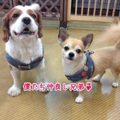 仲良し兄弟ワンちゃん