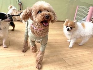 ペットホテルでお散歩をする犬ちゃん。