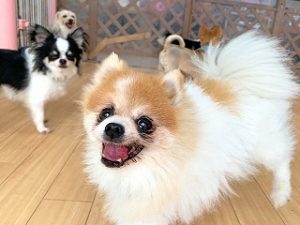 ペットホテルのスタッフさん挨拶する犬ちゃん。