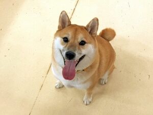 おやつをおねだり中の犬ちゃん。