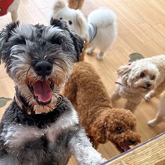 沢山のお友達に囲まれて嬉しそうな犬ちゃん。