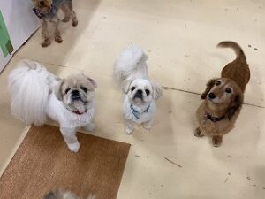 犬ちゃんみんなで記念写真