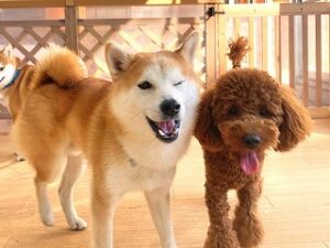 ペットホテルで新しいお友達が出来た犬ちゃん。