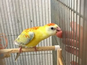 インコちゃんもペットホテルにお泊りしています。