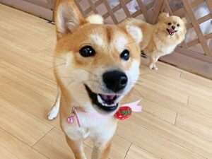 スタッフさんにご褒美をおねだりしている犬ちゃん。