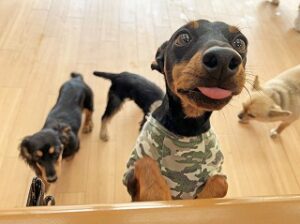 柵の向こうが気になる犬ちゃん。