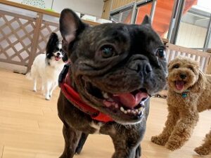 スタッフさんに駆け寄る犬ちゃん。