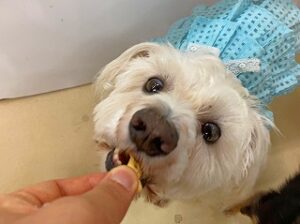 おやつを食べる犬ちゃん。