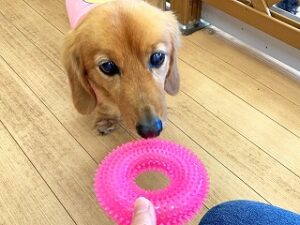 おもちゃに興味津々な犬ちゃん達。