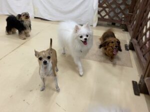 犬ちゃんたちのお遊び開始