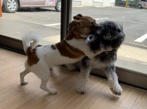 犬ちゃん捕まえたー