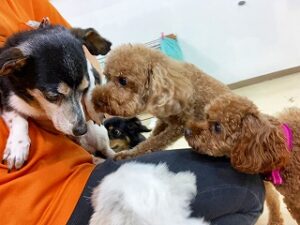 お気に入りの場所を取り合う犬ちゃん達。