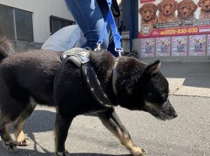 一心不乱にお散歩犬ちゃん