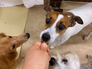 おやつが気になる犬ちゃん達。