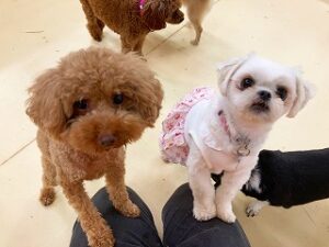 犬ちゃん、仲良くポーズ。