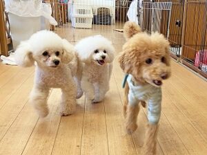 お友達と一緒にペットホテルを探検中の犬ちゃん達。