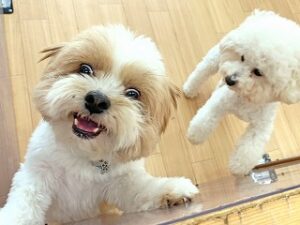 ペットホテルのスタッフさんと一緒に遊びたい犬ちゃん。