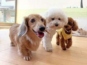 みんなでペットホテルをお散歩中の犬ちゃん達。