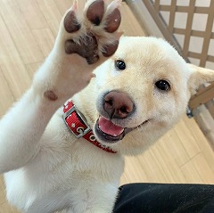 ペットホテルのスタッフさんと遊んでいる犬ちゃん。