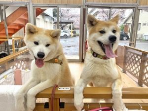 ペットホテルでくつろぐ犬ちゃん。