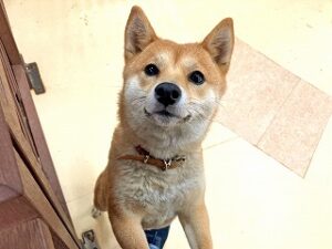 スタッフさんと一緒に遊びたい犬ちゃん。