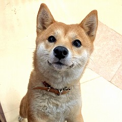 スタッフさんと一緒に遊びたい犬ちゃん。