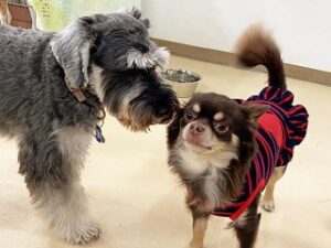 一緒に遊ぼうよと話しかける犬ちゃん。