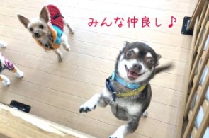 仲良し犬ちゃん