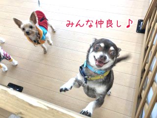仲良し犬ちゃん