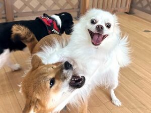 ペットホテルでお友達とじゃれあう犬ちゃん。