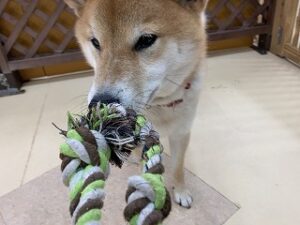 犬ちゃんお遊びしましょう