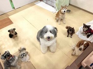 ペットホテルに犬ちゃん大集合！