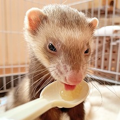 ペットホテルでお食事中のフェレットちゃん。