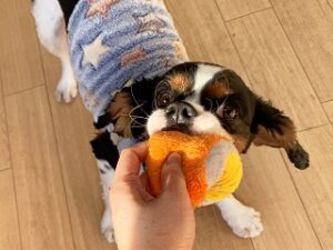 おもちゃに夢中な犬ちゃん。