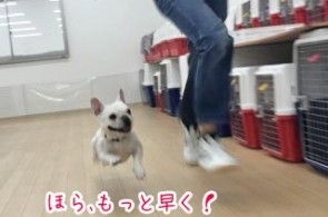 走る犬