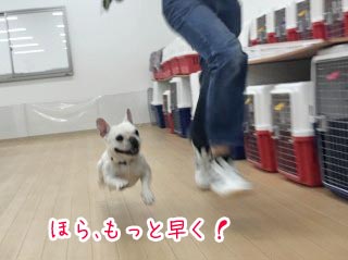 走る犬