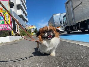 外でお散歩中の犬ちゃん。