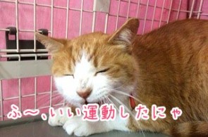 転寝猫ちゃん