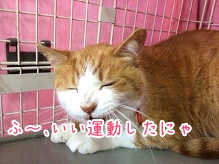 転寝猫ちゃん