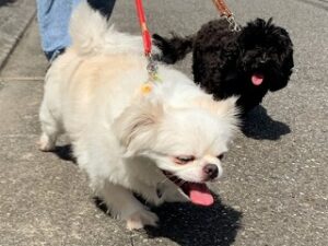 外の散歩が大好きな犬ちゃん。