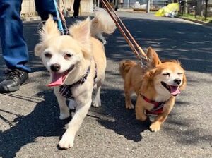 お友達と仲良くお散歩中の犬ちゃん。