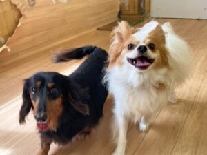 ペットホテルで新しいお友達が出来た犬ちゃん。