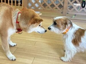 はじめましてのご挨拶をしている犬ちゃん。