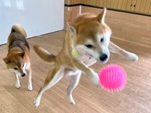 ボールを追いかける犬ちゃん。