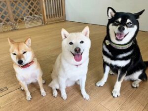 仲良くお座りをしている犬ちゃん。