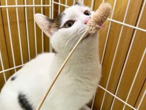 おもちゃに興味津々の猫ちゃん。