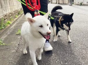 外のお散歩が大好きな犬ちゃん。