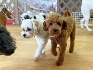 ペットホテルでお散歩中の犬ちゃん。