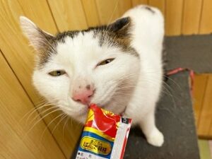 おやつに夢中の猫ちゃん。