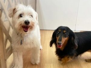 ペットホテルでのんびりお散歩をしている犬ちゃん。